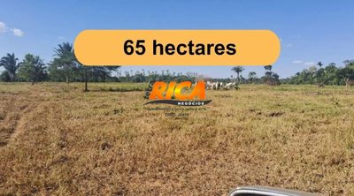 Sítio, 65 hectares - Foto 1