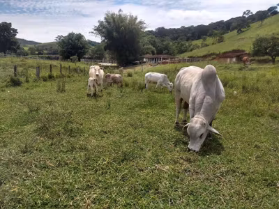 Sítio, 4 quartos, 41 hectares - Foto 1