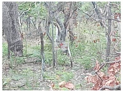 Fazenda, 7000 m² - Foto 2