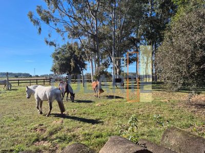 Fazenda, 98 hectares - Foto 3
