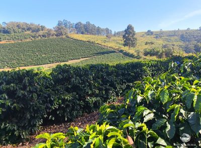 Fazenda, 169 hectares - Foto 1