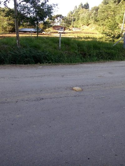 Chácara, 4 quartos, 10000 m² - Foto 3