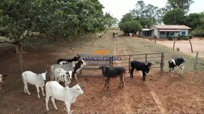 Fazenda, 311 hectares - Foto 1