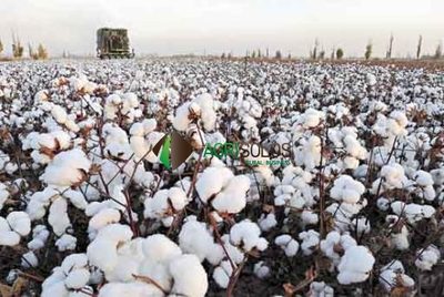 Terreno, 11 hectares - Foto 1