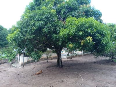 Chácara, 2 quartos, 3094 m² - Foto 2