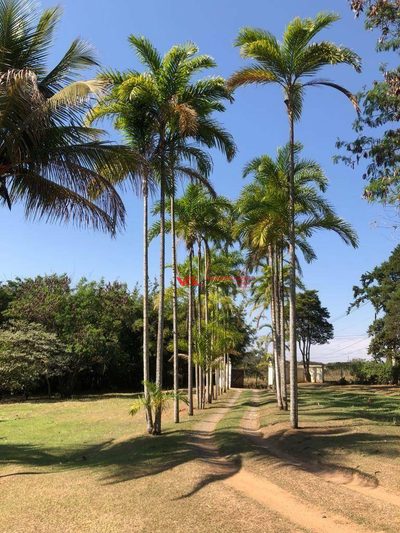 Terreno, 3 hectares - Foto 2