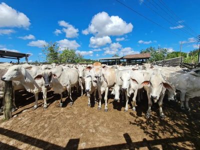 Fazenda, 1 quarto - Foto 4