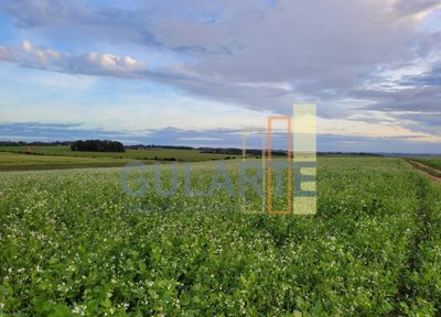 Fazenda, 259 hectares - Foto 2