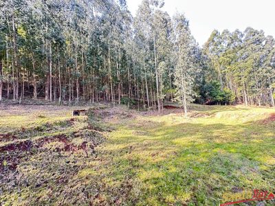 Sítio, 85 hectares - Foto 2