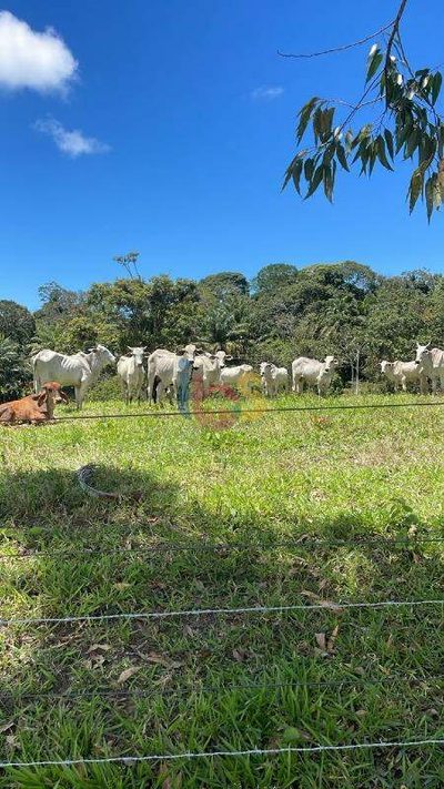 Fazenda - Foto 4