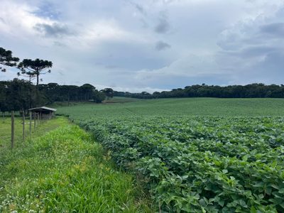 Terreno, 2 hectares - Foto 4