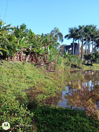 Terreno, 5 hectares - Foto 4