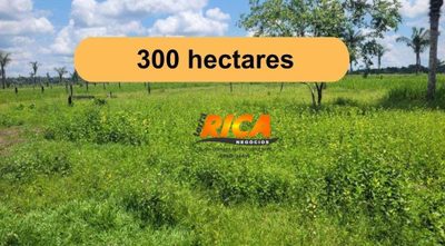 Fazenda, 300 hectares - Foto 1