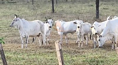 Fazenda, 3872 hectares - Foto 4