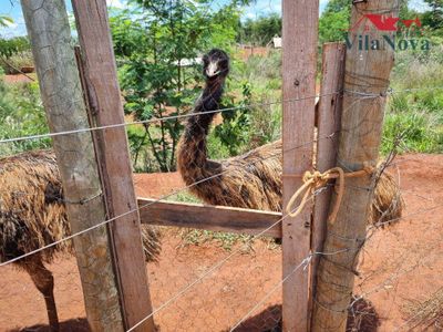 Sítio, 4 quartos, 5 hectares - Foto 5