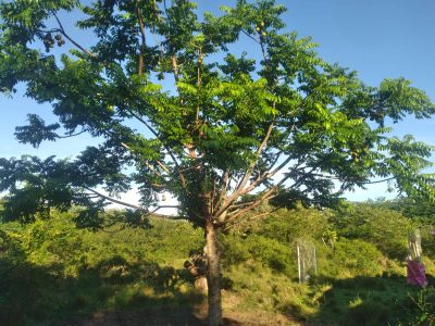 Terreno, 8320 m² - Foto 2