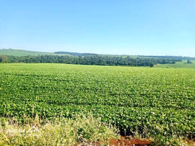 Sítio, 31 hectares - Foto 1