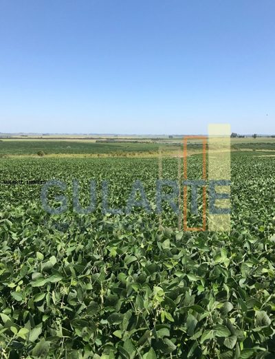 Fazenda, 930 hectares - Foto 4