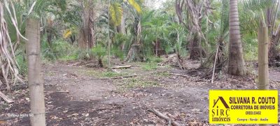 Terreno, 25 hectares - Foto 5