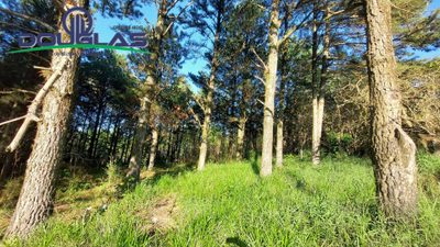 Terreno, 3100 m² - Foto 4