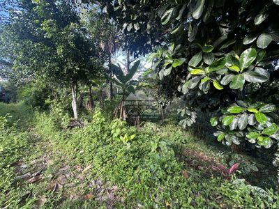 Sítio, 2 quartos, 4 hectares - Foto 5