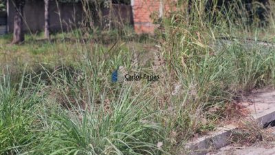 Terreno, 300 m² - Foto 4