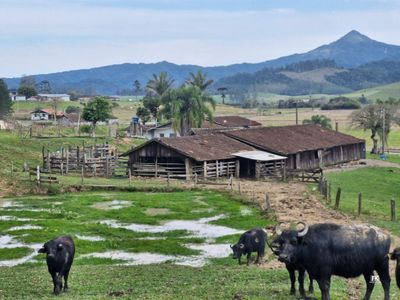 Fazenda, 42 hectares - Foto 1