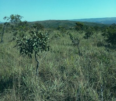 Fazenda, 723 hectares - Foto 5