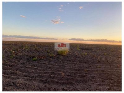 Fazenda, 1 hectares - Foto 4