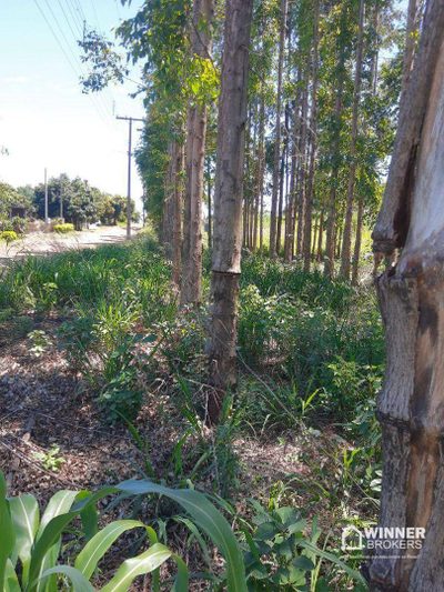 Chácara, 2 hectares - Foto 4