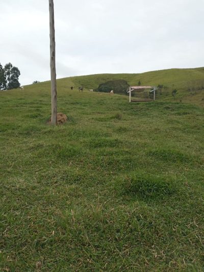Sítio, 2 quartos, 200 m² - Foto 4