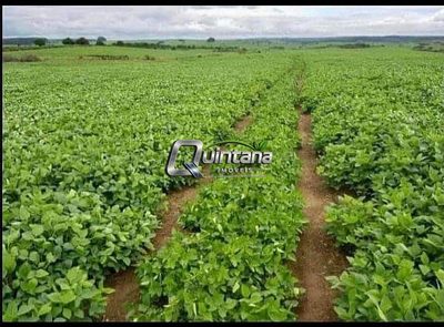 Fazenda, 875 hectares - Foto 4