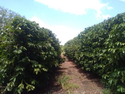 Chácara, 1 quarto, 277 hectares - Foto 2