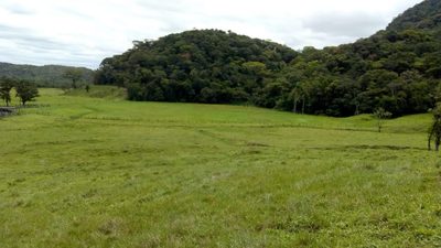 Fazenda, 290 hectares - Foto 3