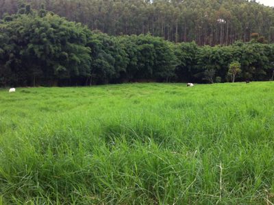 Fazenda, 350 m² - Foto 4
