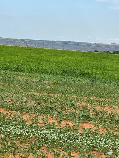 Fazenda, 1852 hectares - Foto 3