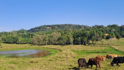 Terreno, 2 hectares - Foto 3