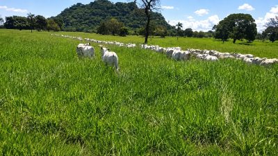 Fazenda, 363 hectares - Foto 3