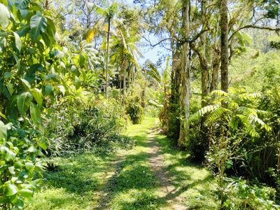 Chácara, 4 hectares - Foto 4