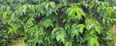 Fazenda, 680 m² - Foto 1