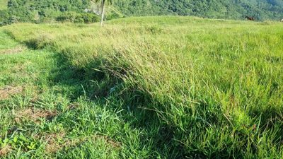 Terreno, 2 hectares - Foto 3