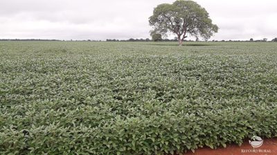 Fazenda, 1597 hectares - Foto 2