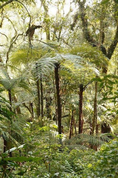 Sítio, 9 hectares - Foto 2