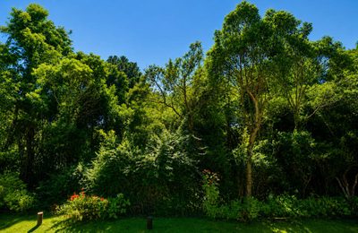 Terreno, 3 hectares - Foto 3