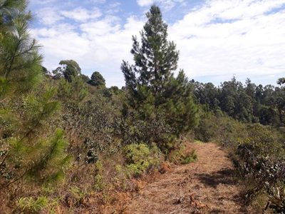 Loja-Salão, 20000 m² - Foto 2