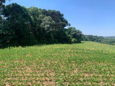 Terreno, 9 hectares - Foto 1