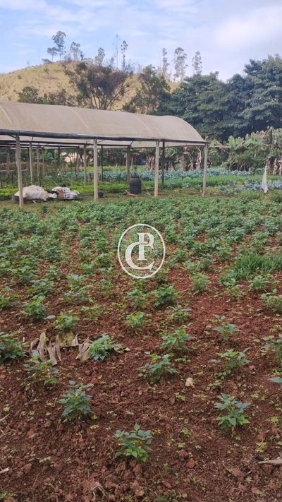 Sítio, 2 quartos, 3 hectares - Foto 3