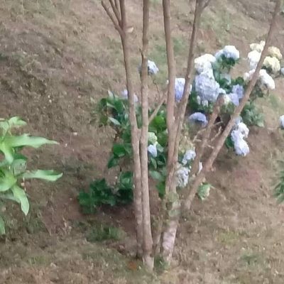 Chácara, 3 quartos - Foto 5