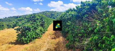 Fazenda, 256 hectares - Foto 5