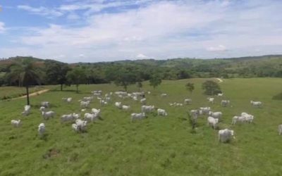 Fazenda, 239 hectares - Foto 2
